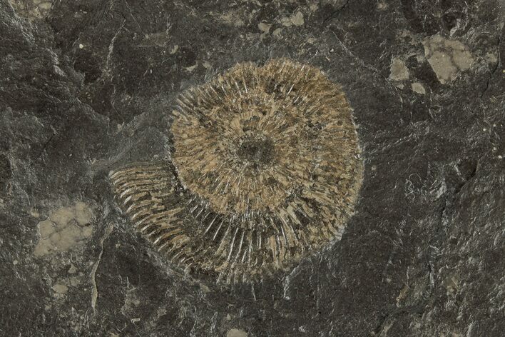 1.7" Dactylioceras Ammonite - Posidonia Shale, Germany